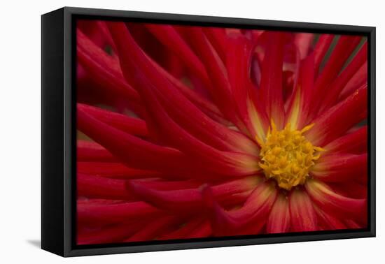 Fiery Dahlia II-Rita Crane-Framed Premier Image Canvas