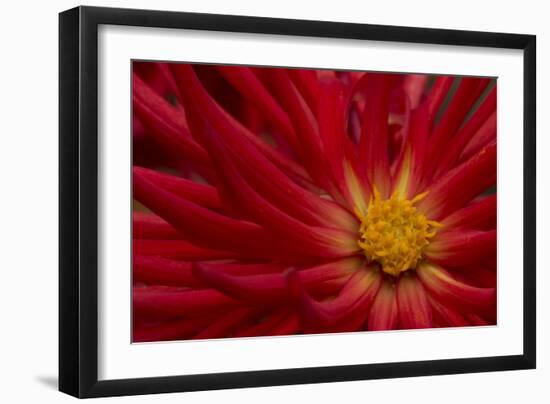 Fiery Dahlia II-Rita Crane-Framed Photographic Print