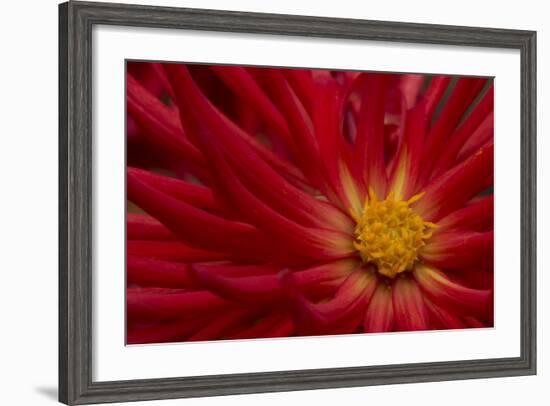 Fiery Dahlia II-Rita Crane-Framed Photographic Print