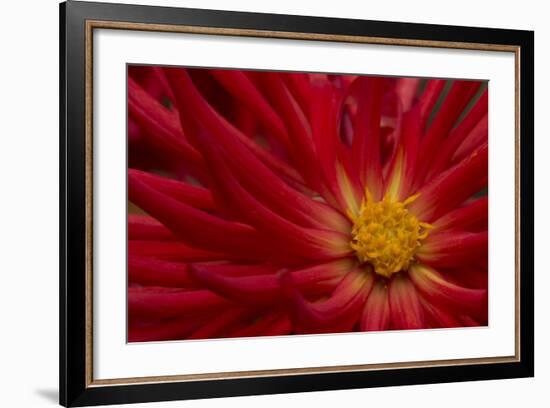 Fiery Dahlia II-Rita Crane-Framed Photographic Print