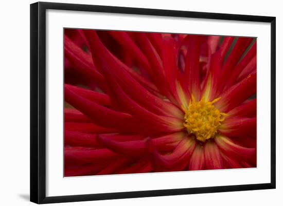 Fiery Dahlia II-Rita Crane-Framed Photographic Print