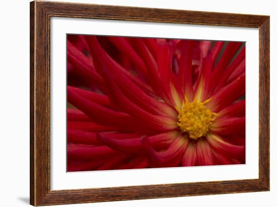 Fiery Dahlia II-Rita Crane-Framed Photographic Print