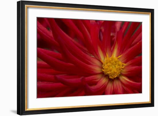 Fiery Dahlia II-Rita Crane-Framed Photographic Print