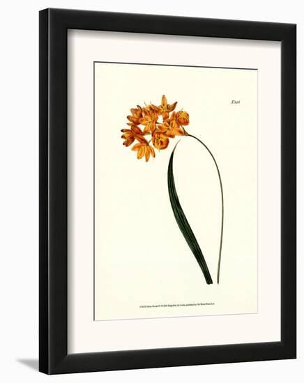 Fiery Florals IV-Samuel Curtis-Framed Art Print