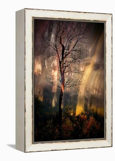 Fiery Night-Ursula Abresch-Framed Premier Image Canvas