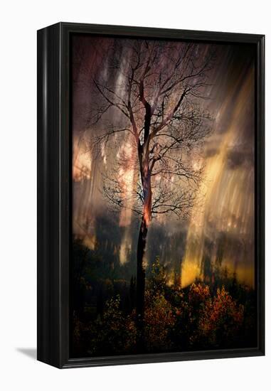 Fiery Night-Ursula Abresch-Framed Premier Image Canvas