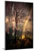 Fiery Night-Ursula Abresch-Mounted Photographic Print