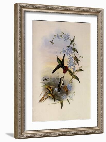 Fiery-Tailed Avocet, Avocettinus Recurvirostris-John Gould-Framed Giclee Print