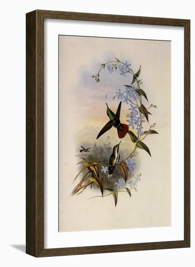 Fiery-Tailed Avocet, Avocettinus Recurvirostris-John Gould-Framed Giclee Print