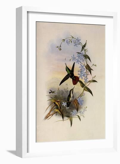 Fiery-Tailed Avocet, Avocettinus Recurvirostris-John Gould-Framed Giclee Print