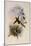 Fiery-Tailed Avocet, Avocettinus Recurvirostris-John Gould-Mounted Giclee Print