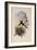 Fiery-Tailed Avocet, Avocettinus Recurvirostris-John Gould-Framed Giclee Print