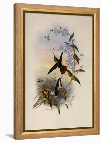 Fiery-Tailed Avocet, Avocettinus Recurvirostris-John Gould-Framed Premier Image Canvas