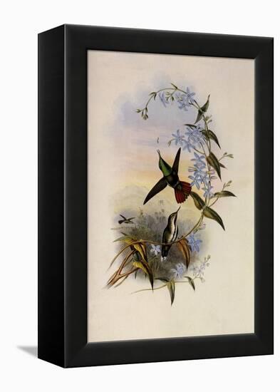 Fiery-Tailed Avocet, Avocettinus Recurvirostris-John Gould-Framed Premier Image Canvas