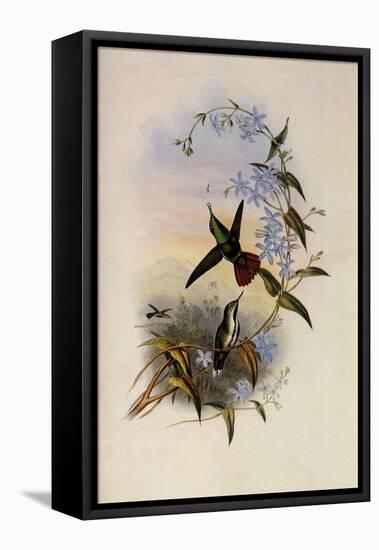 Fiery-Tailed Avocet, Avocettinus Recurvirostris-John Gould-Framed Premier Image Canvas