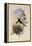 Fiery-Tailed Avocet, Avocettinus Recurvirostris-John Gould-Framed Premier Image Canvas