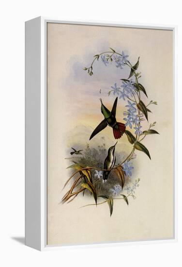 Fiery-Tailed Avocet, Avocettinus Recurvirostris-John Gould-Framed Premier Image Canvas