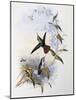 Fiery-Tailed Awlbill (Avocettula Recurvirostris)-John Gould-Mounted Giclee Print