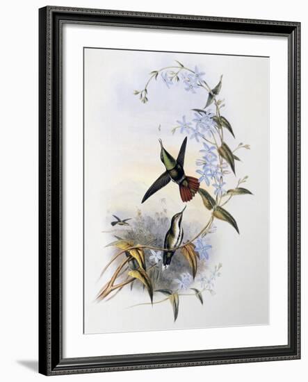 Fiery-Tailed Awlbill (Avocettula Recurvirostris)-John Gould-Framed Giclee Print