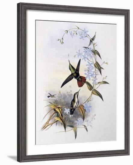 Fiery-Tailed Awlbill (Avocettula Recurvirostris)-John Gould-Framed Giclee Print