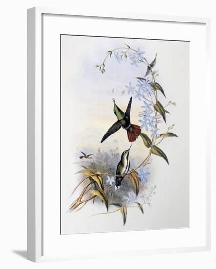 Fiery-Tailed Awlbill (Avocettula Recurvirostris)-John Gould-Framed Giclee Print