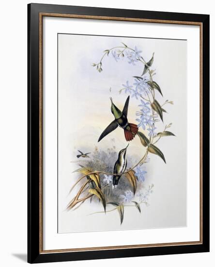 Fiery-Tailed Awlbill (Avocettula Recurvirostris)-John Gould-Framed Giclee Print