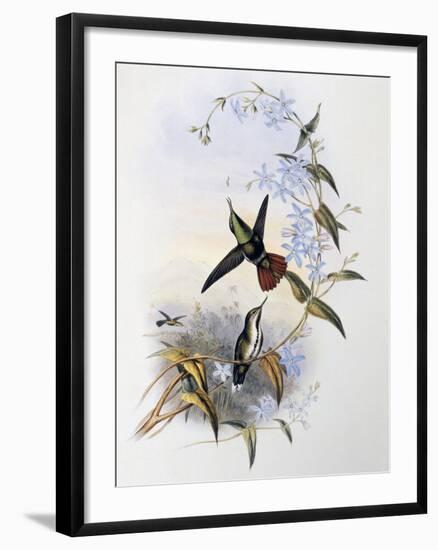 Fiery-Tailed Awlbill (Avocettula Recurvirostris)-John Gould-Framed Giclee Print