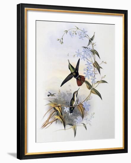 Fiery-Tailed Awlbill (Avocettula Recurvirostris)-John Gould-Framed Giclee Print