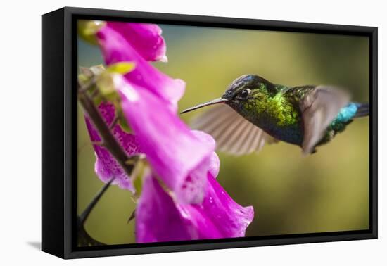 Fiery-throated Hummingbird (Panterpe insignis), San Gerardo de Dota, San Jose Province, Costa Rica-Matthew Williams-Ellis-Framed Premier Image Canvas