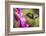 Fiery-throated Hummingbird (Panterpe insignis), San Gerardo de Dota, San Jose Province, Costa Rica-Matthew Williams-Ellis-Framed Photographic Print