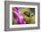 Fiery-throated Hummingbird (Panterpe insignis), San Gerardo de Dota, San Jose Province, Costa Rica-Matthew Williams-Ellis-Framed Photographic Print