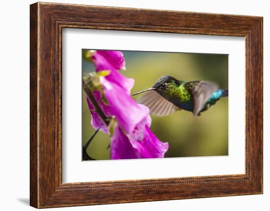 Fiery-throated Hummingbird (Panterpe insignis), San Gerardo de Dota, San Jose Province, Costa Rica-Matthew Williams-Ellis-Framed Photographic Print