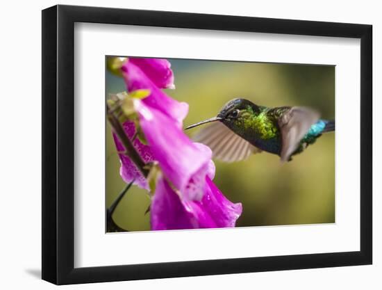 Fiery-throated Hummingbird (Panterpe insignis), San Gerardo de Dota, San Jose Province, Costa Rica-Matthew Williams-Ellis-Framed Photographic Print