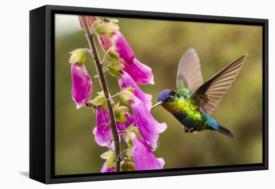 Fiery-throated Hummingbird (Panterpe insignis), San Gerardo de Dota, San Jose Province, Costa Rica-Matthew Williams-Ellis-Framed Premier Image Canvas