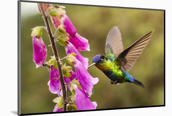 Fiery-throated Hummingbird (Panterpe insignis), San Gerardo de Dota, San Jose Province, Costa Rica-Matthew Williams-Ellis-Mounted Photographic Print