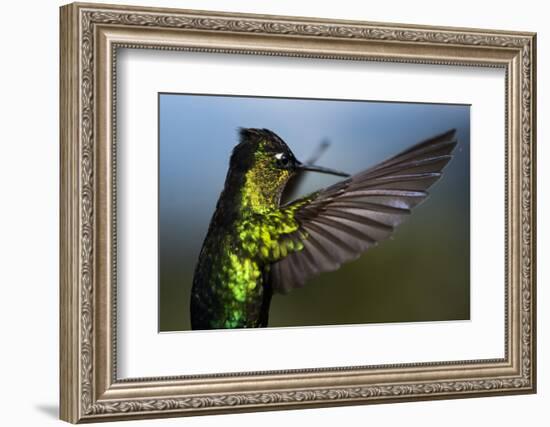 Fiery-throated Hummingbird (Panterpe insignis), San Gerardo de Dota, San Jose Province, Costa Rica-Matthew Williams-Ellis-Framed Photographic Print