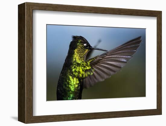 Fiery-throated Hummingbird (Panterpe insignis), San Gerardo de Dota, San Jose Province, Costa Rica-Matthew Williams-Ellis-Framed Photographic Print