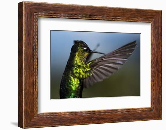 Fiery-throated Hummingbird (Panterpe insignis), San Gerardo de Dota, San Jose Province, Costa Rica-Matthew Williams-Ellis-Framed Photographic Print