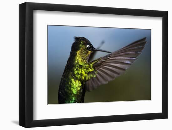 Fiery-throated Hummingbird (Panterpe insignis), San Gerardo de Dota, San Jose Province, Costa Rica-Matthew Williams-Ellis-Framed Photographic Print