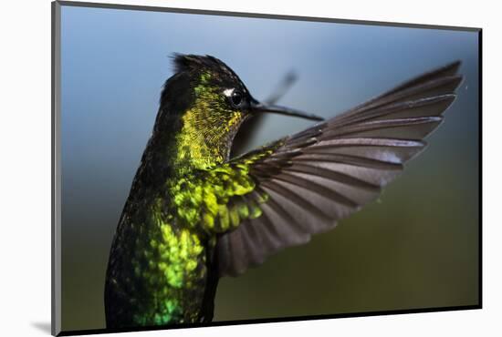 Fiery-throated Hummingbird (Panterpe insignis), San Gerardo de Dota, San Jose Province, Costa Rica-Matthew Williams-Ellis-Mounted Photographic Print