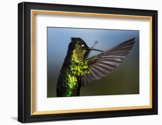 Fiery-throated Hummingbird (Panterpe insignis), San Gerardo de Dota, San Jose Province, Costa Rica-Matthew Williams-Ellis-Framed Photographic Print