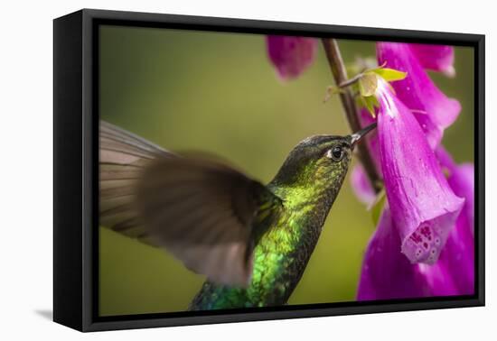 Fiery-throated Hummingbird (Panterpe insignis), San Gerardo de Dota, San Jose Province, Costa Rica-Matthew Williams-Ellis-Framed Premier Image Canvas