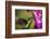 Fiery-throated Hummingbird (Panterpe insignis), San Gerardo de Dota, San Jose Province, Costa Rica-Matthew Williams-Ellis-Framed Photographic Print