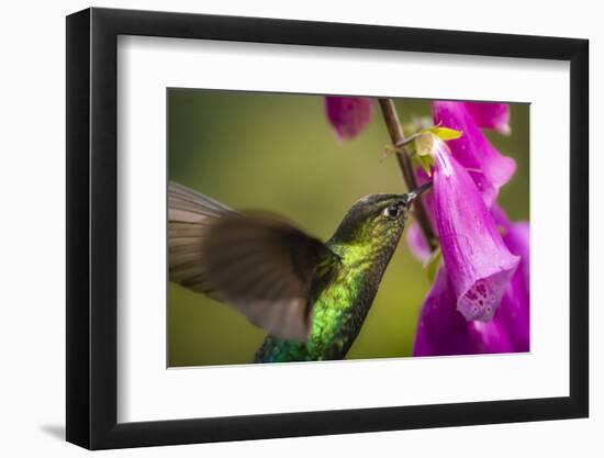 Fiery-throated Hummingbird (Panterpe insignis), San Gerardo de Dota, San Jose Province, Costa Rica-Matthew Williams-Ellis-Framed Photographic Print