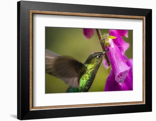 Fiery-throated Hummingbird (Panterpe insignis), San Gerardo de Dota, San Jose Province, Costa Rica-Matthew Williams-Ellis-Framed Photographic Print