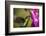 Fiery-throated Hummingbird (Panterpe insignis), San Gerardo de Dota, San Jose Province, Costa Rica-Matthew Williams-Ellis-Framed Photographic Print