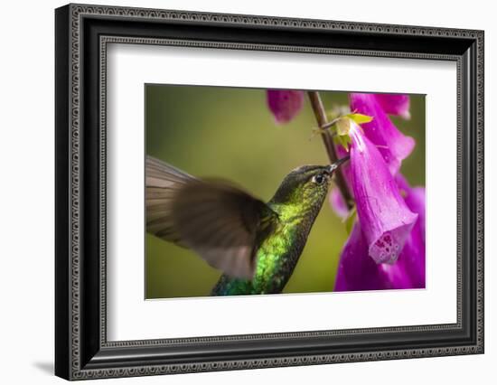 Fiery-throated Hummingbird (Panterpe insignis), San Gerardo de Dota, San Jose Province, Costa Rica-Matthew Williams-Ellis-Framed Photographic Print