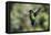 Fiery-throated Hummingbird (Panterpe insignis), San Gerardo de Dota, San Jose Province, Costa Rica-Matthew Williams-Ellis-Framed Premier Image Canvas