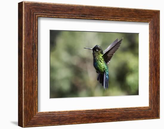 Fiery-throated Hummingbird (Panterpe insignis), San Gerardo de Dota, San Jose Province, Costa Rica-Matthew Williams-Ellis-Framed Photographic Print