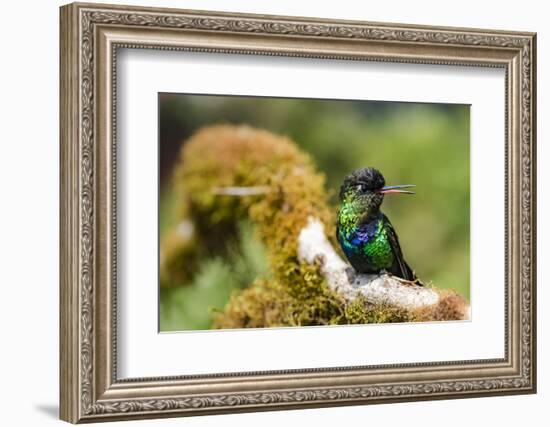 Fiery-throated Hummingbird (Panterpe insignis), San Gerardo de Dota, San Jose Province, Costa Rica-Matthew Williams-Ellis-Framed Photographic Print